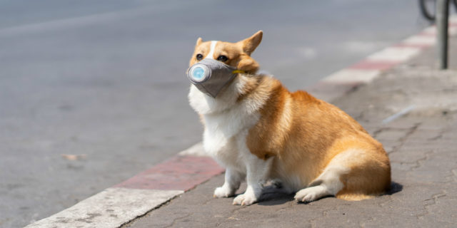 Cani, gatti e coronavirus: come comportarsi? Le cose da sapere Cani, gatti e coronavirus: come comportarsi? Le cose da sapere