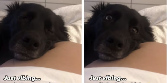 Il video di questo cane che sente il primo calcio del bebè nel pancione è dolcezza pura