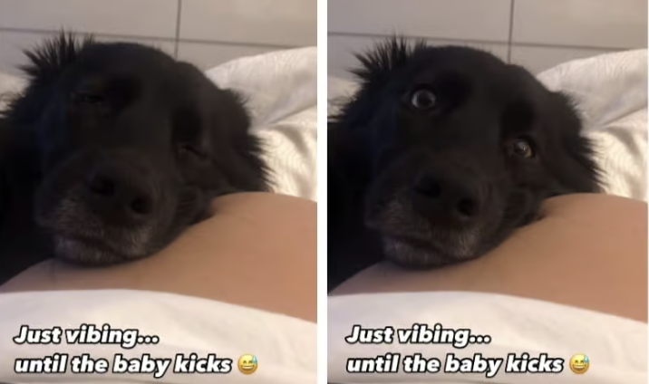 il video di questo cane che sente il primo calcio del beb232 nel pancione 232 dolcezza pura