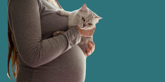 Cani e gatti "sentono" davvero in anticipo la gravidanza della loro amica umana?